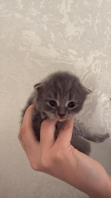 Кошки: Шотландская вислоухая — 1