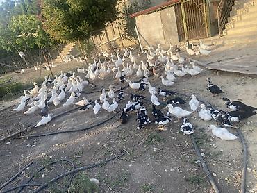 evdə ilbiz: Şəkillərdə müxtəlif növ ev quşları görünür: əsasən ağ qazlar, ördəklər — 1