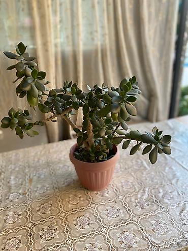 Молочаи: Молочай от 700-1000 с в зависимости от размера — 10