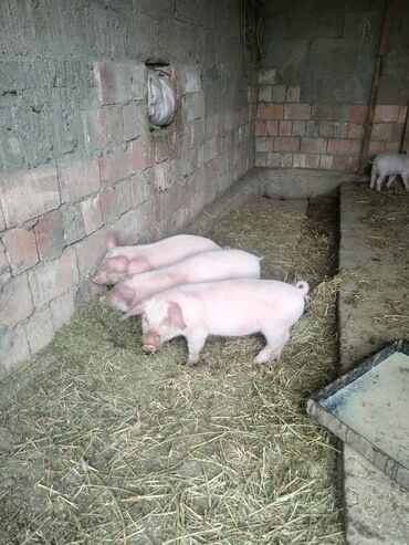 Свиньи: Продаю шесть поросят, возраст 6 недель хорошо питаются не болели