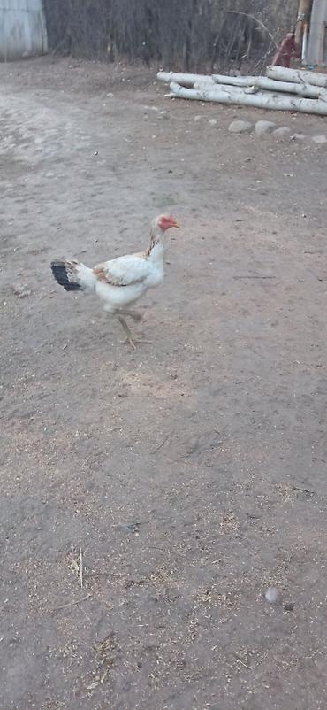 Птицы: Продаю Инкубационное яйцо Чисто кровных даканов разных пород: Китаец — 12