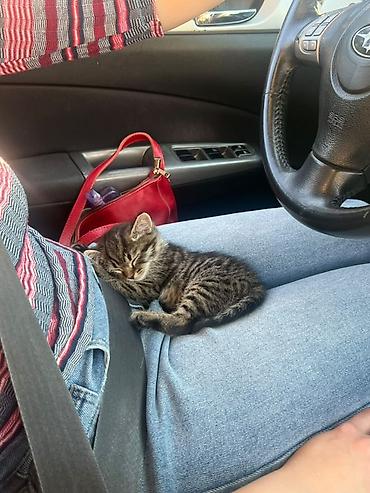 Продажа кошек: Котёнок тигровой окраски Симба, мальчик Возраст 1.5 месяца — 4