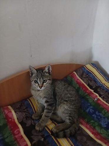 я ищу кота: Кошка даром: Беспородная, Мальчик, Приучена к лотку — 3