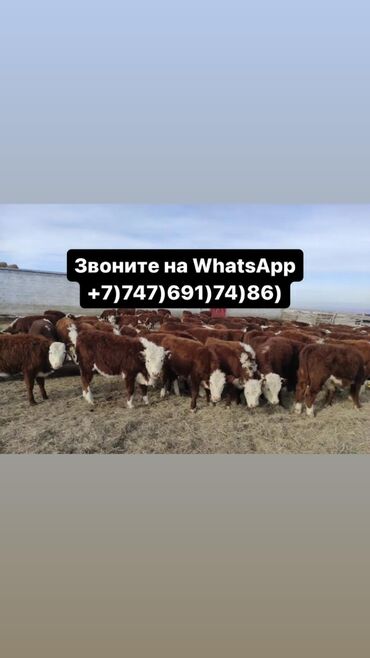 торпогу менен уй: Бычки телята тёлучки +7)747)691)74)86) вотсап Бычки телята тёлки