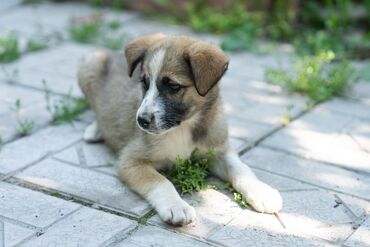 лысая собака: Прелестные щенки ищут добрых и заботливых хозяев!!!! Отдадим Бесплатно