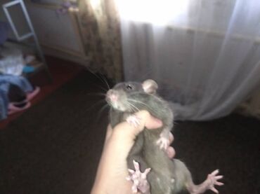 Крысы: Предлагаются к продаже очаровательные маленькие крысята различных — 12