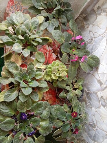 Otaq bitkiləri: Afrika bənövşələri (Saintpaulia) – müxtəlif rəngli və formalı sortlar — 12