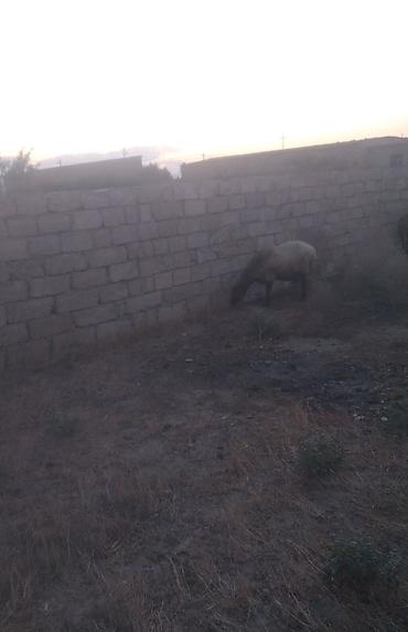Mal-qara: Qala cinsi heyvan satılır qiymət 700 yüz manat reyal insan narahat — 2