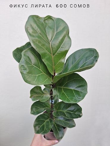 Комнатные растения: 🌿 В продаже фикусы разных сортов (детки/молодыерастения). 💚 Названия — 3