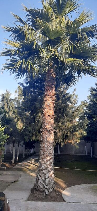 palma ağacı qiyməti: Washington Palmasi 8-9 illikdir. Oz bagimda yetisdirmisem. Qiymet