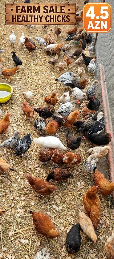 quş papuqay: Yerli çolpalar – cəmi 5 AZN! 🔥 🐔 Sağlam və keyfiyyətli 🌿 Təbii — 1