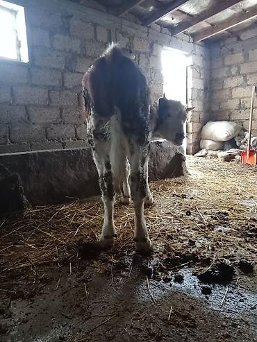 Dana, buzov: Dana, buzov, Erkək, ay: 8, Ətlik — 10