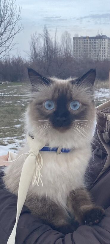 сиамская кошка: Нужен хозяин сиамской кошке ориентировочно 1 год, желательно в свой