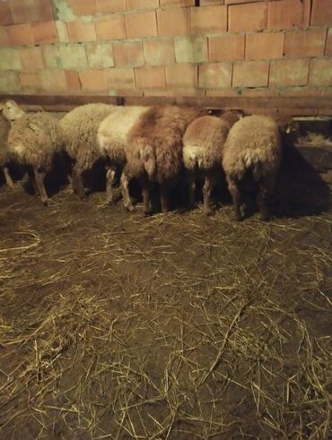 Quzu: 7disi 1erket 270 manat reyal alıcıya endirim olacaq .Fikri ciddi olan — 13