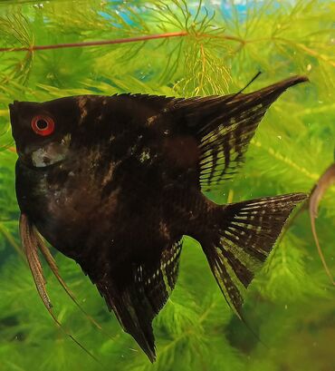 akvarium xırda balığı: İri ölçüdə SKALYARİLƏR satılır. Ağ və sarı rəngdədirlər.Balıqlar