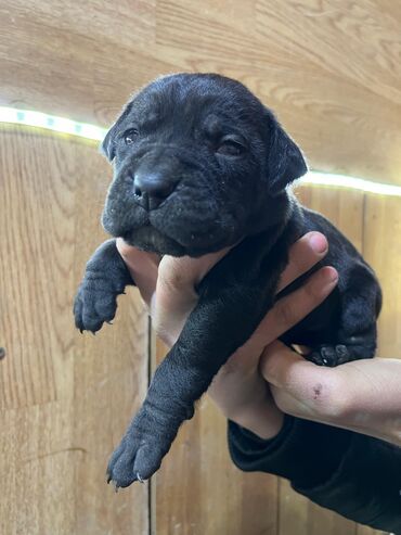 İtlər: Kane-Korso, 1 ay, Dişi, Sənədli, Ünvandan götürmə, Ödənişli çatdırılma