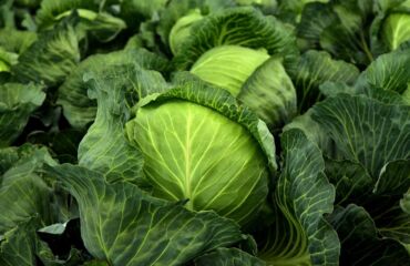 угловой офисный стол: Капуста Белокачанная, Оптом