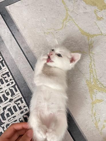 слив пантеры из котеджа: Котята ищут добрые и заботливые руки! У нас подрастают 4 — 6