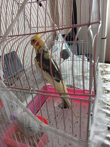 Tutuquşları: Nimfa (cockatiel) tutuquşusu və qəfəsi satılır. Xüsusiyyətlər: - Növ — 5