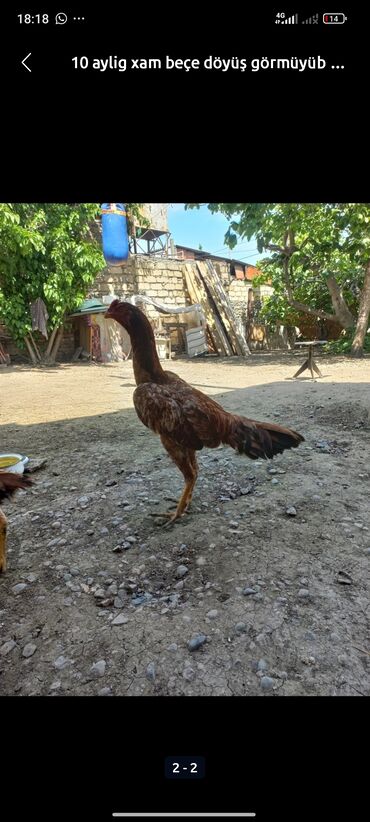 Toyuqlar: Toyuq, Damazlıq, Ödənişli çatdırılma — 11