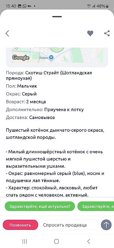 шотландец: Скотиш Страйт (Шотландская прямоухая), 2 месяца, Мальчик, Серый, Приучена к лотку — 4
