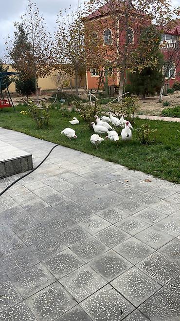 bildircin satisi tap az: Salam kanada ve bronz xindushkalar satılır, yumurtaları da satılır — 1