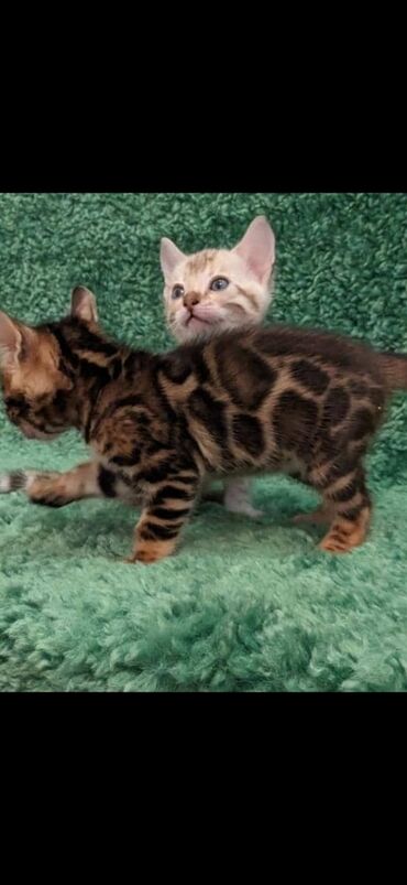 бенгальский леопардовый кот: Друзья. !!!.в питомнике Бен Гла Мур. долгожданные новые детки