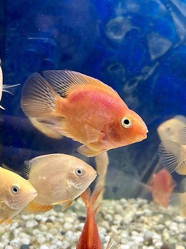Аквариумы: Рыбки | Аквариумы | Оборудование | Аксессуары | Растения Богатый опыт — 3