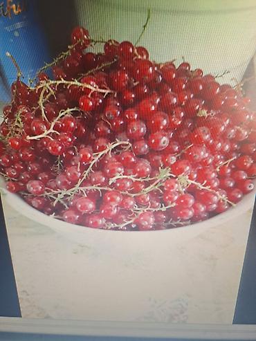 Смородина: Саженцы красной смородины (плодоносящие кусты) - Культура: красная — 9