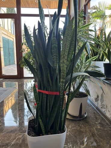 декоративное дерево топиарий: Sansevieria (Qayın tilı / İlan bitkisi) – dekorativ otaq bitkisi -