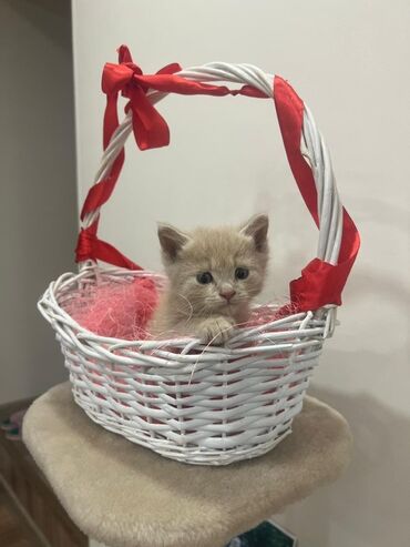 отдам котята: Кошка даром: Беспородная, Мальчик