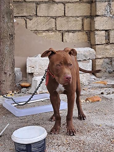 ev heyvanları satışı: Pitbul — 3