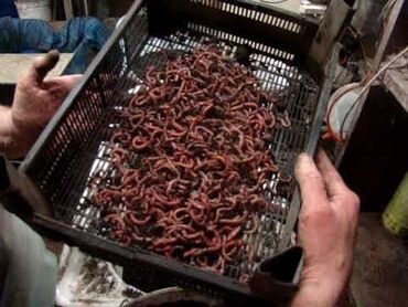 дождевые черви: Калифорнийские черви, Биогумус высокого качества. Доставка бесплатная