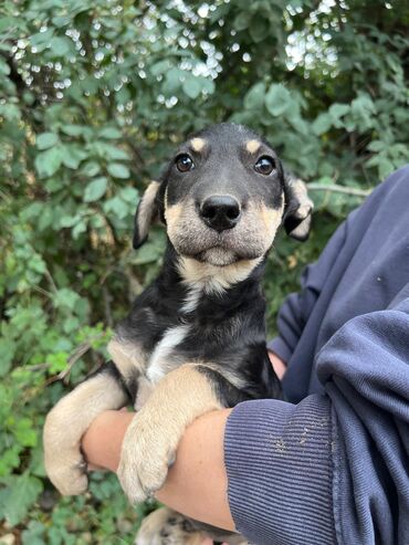 Отдам даром собаку: Собака даром: Дворняжка, 4 месяца, Самец — 2