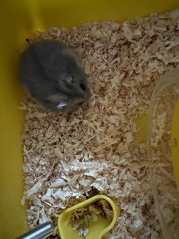 hamster qefesi: Kiçik heyvan dəsti – cüce hamster və qəfəsi - Növ: cüce hamster (boz — 1