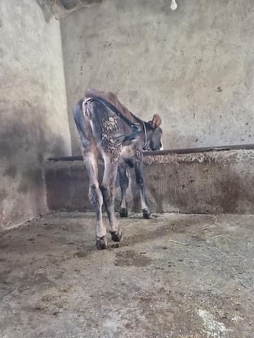 cins ineklerin satisi 2018: Dana, buzov, Dişi, ay: 4, Damazlıq — 10
