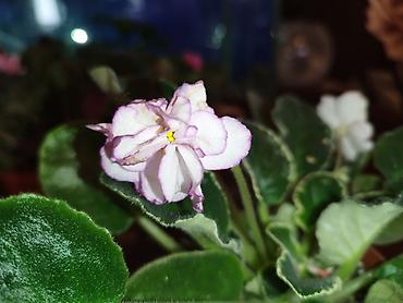 Фиалки и глоксинии: Продаю разные цветущие фиалки Цена за нецветущий 100 сом, остальные — 6