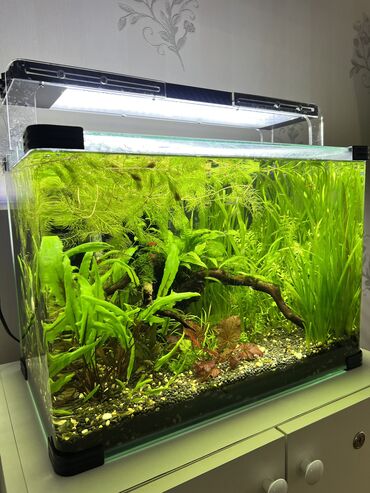 akvaryum balıkları satış: Akvarium-şkaf, Balıqlarla birlikdə, 55 l, Ünvandan götürmə