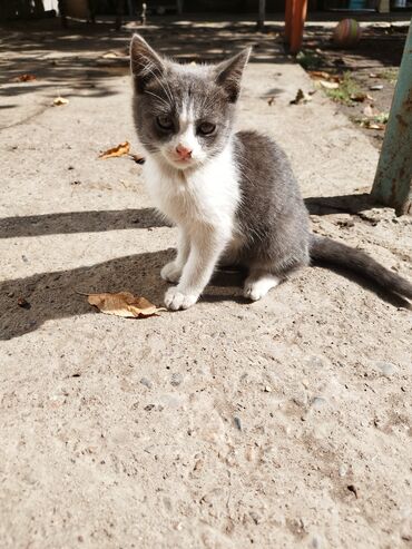 сколько стоит домик для кошки: Котята - На фото две малыши: один серо-белый биколор с выразительной