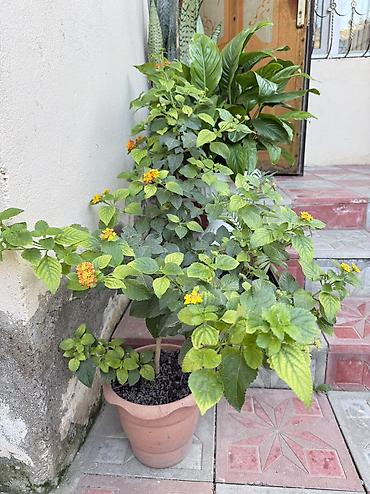 guller: Güllər satılır: - Qılınc gülü (Sansevieria): böyük boy, dibi doludur — 4