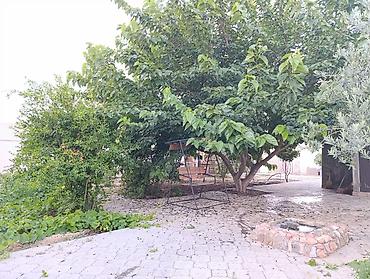 2 ci alatava: 100 kv. m, 4 otaqlı, Artezian quyusu, İnternet, Qaz — 7