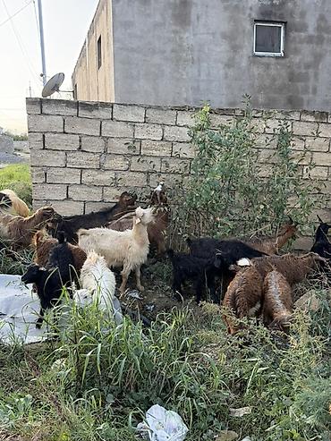 quba heyvan satisi: Dişi, il: 1, 50 kq, Damazlıq, Ünvandan götürmə — 2