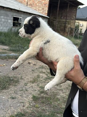 Продажа собак: Алабай, 1 месяц, Самец — 7