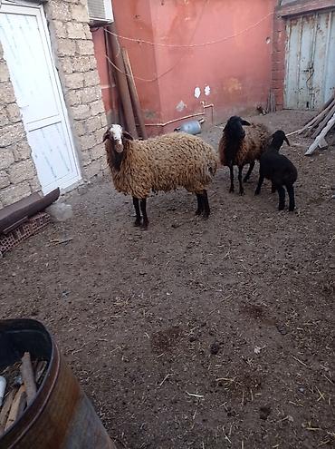 Qoyunlar, qoçlar: Erkək, Qala, il: 1, Damazlıq — 6