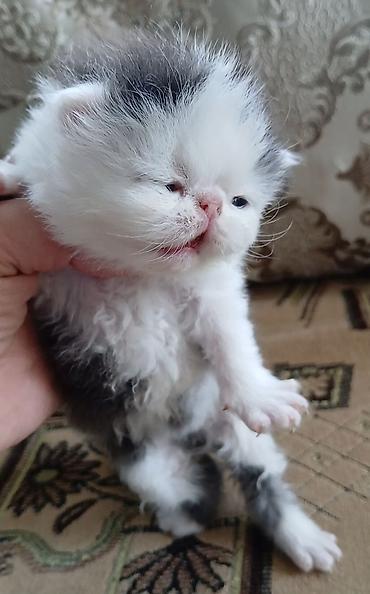 Продажа кошек: Персидский котёнок. Эксклюзив ! Шикарная персидская кошечка в — 7