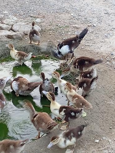 ordəy balası: Salam lal indukladi 33 edirdi böyde var içinde 6 manata balacalar — 7