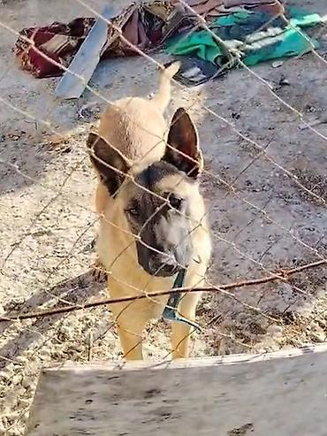 dişi it: Belçika çoban iti, Dişi — 5
