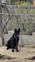 İtlər: Qara ovçarka 7 aylig diwi. Tam saglam qurd dermani peyvendleri olunub