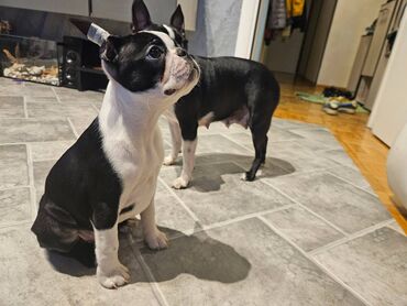 Psi: Na prodaju štenci rase BOSTON TERIJER, prekrasnih, zdravih roditelja na lalafo.rs — 23 Psi: Na prodaju štenci rase BOSTON TERIJER, prekrasnih, zdravih roditelja — 23