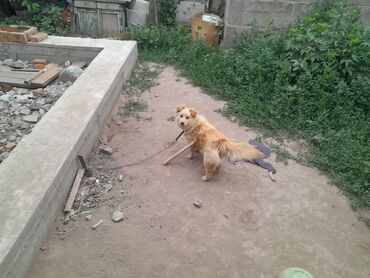 объявления о собаках: Ит бекер берилет: 1 жаш, Эркек lalafo.kg да объявления о собаках: Ит бекер берилет: 1 жаш, Эркек
